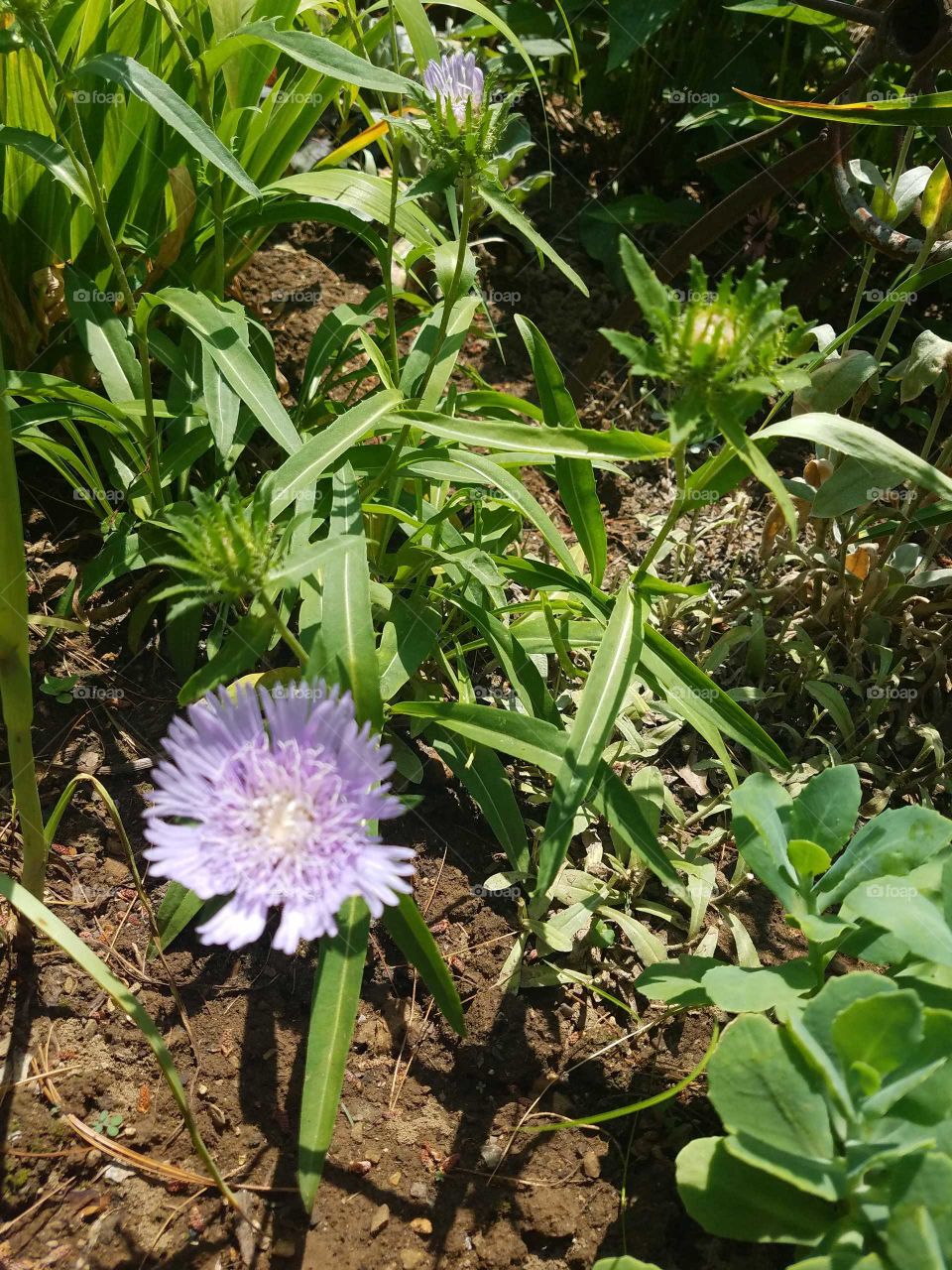 Appalachian wildflower