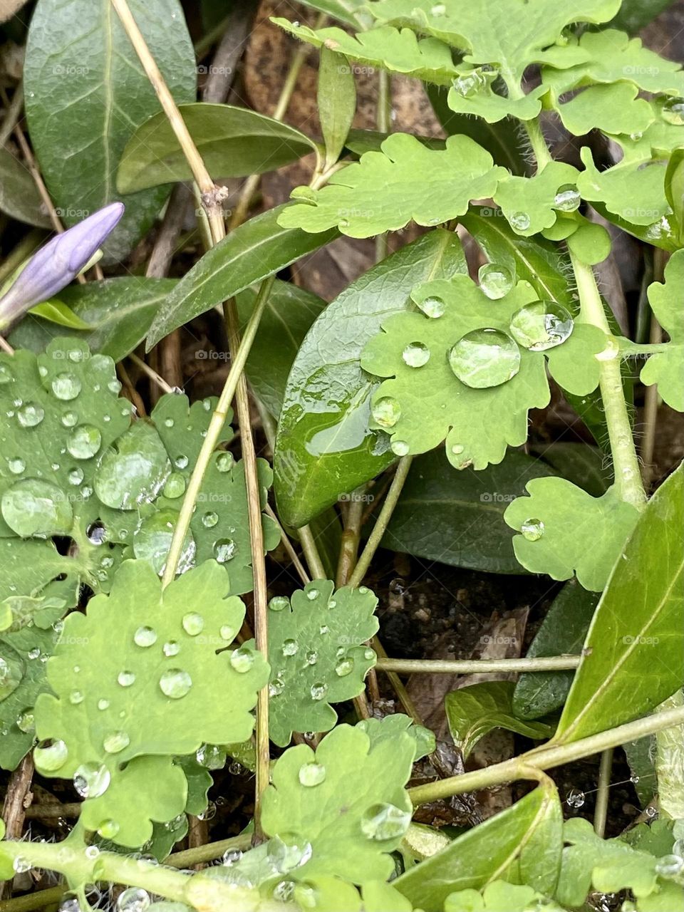 Water drops on grass 
