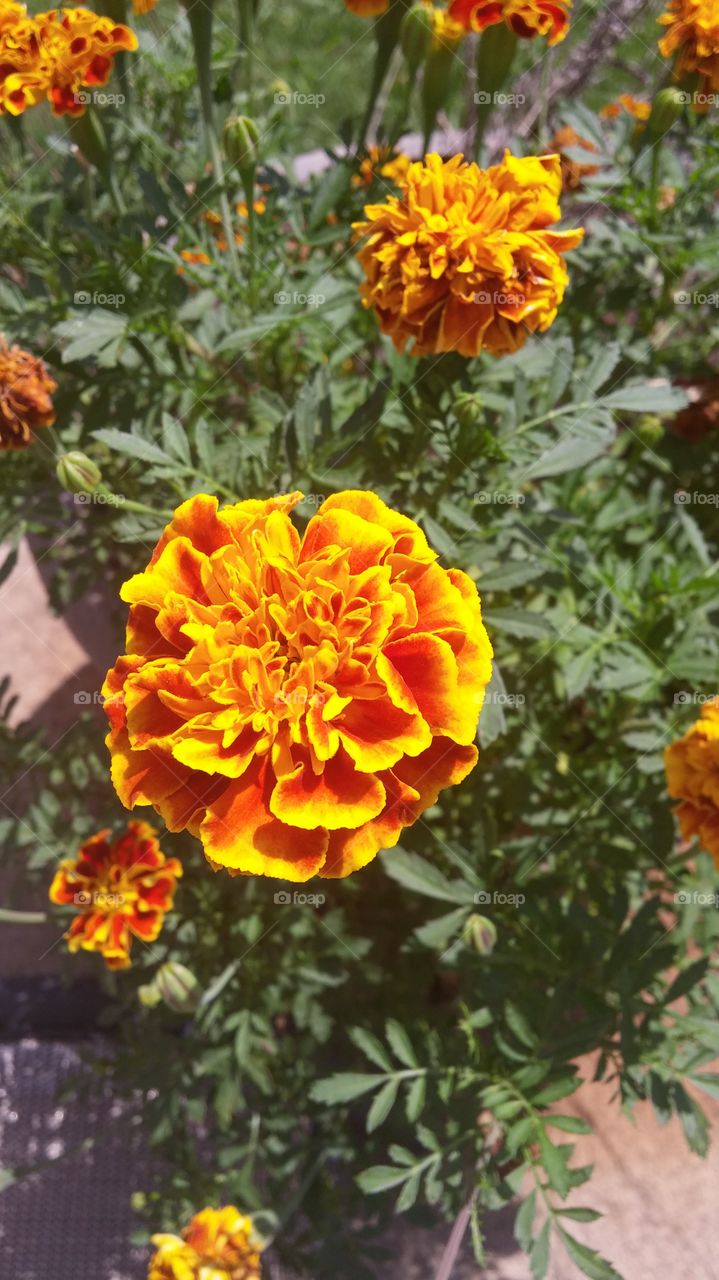 Marigold. marigold flower in my garden