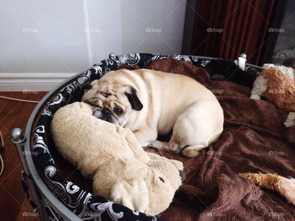 Tired pug dog! 