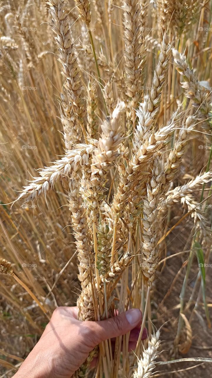 grains plants mobile photography