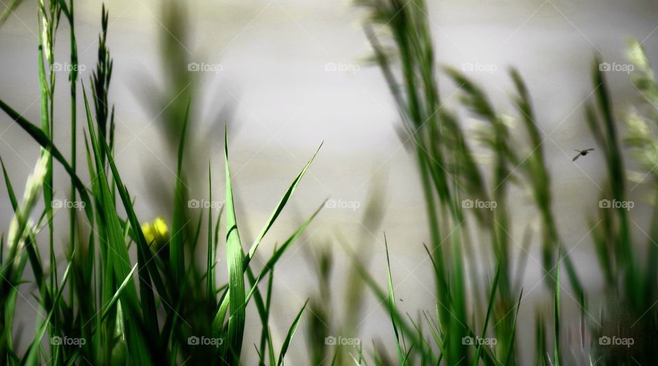 Prairie paradise 