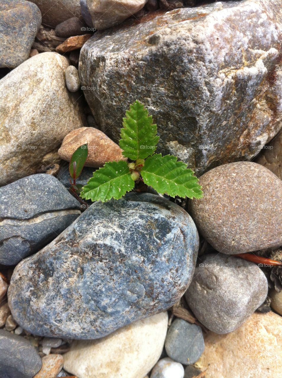 Natures love. Small plant between rocks