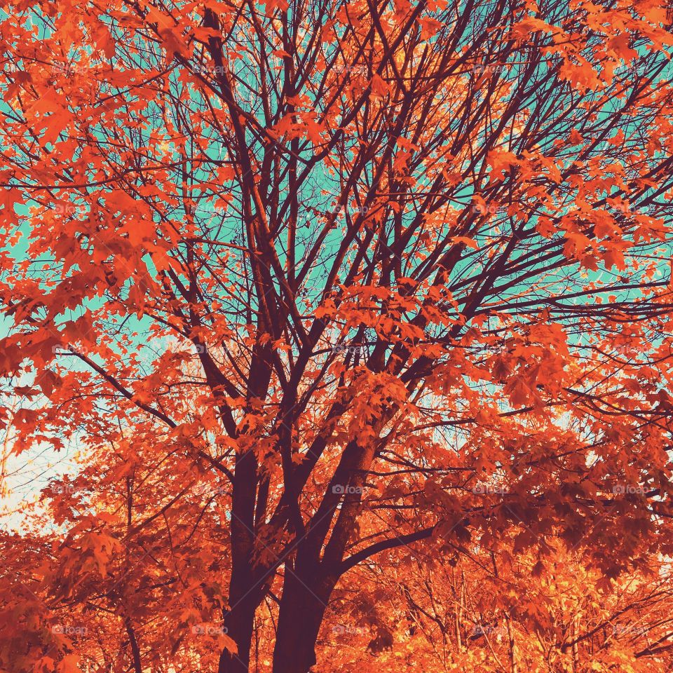 Afternoon blue sky red and yellow leafs