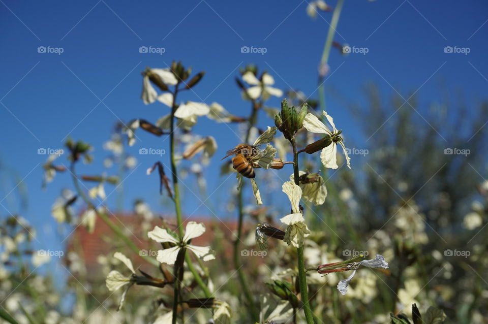 Bee on Rocket flowers
