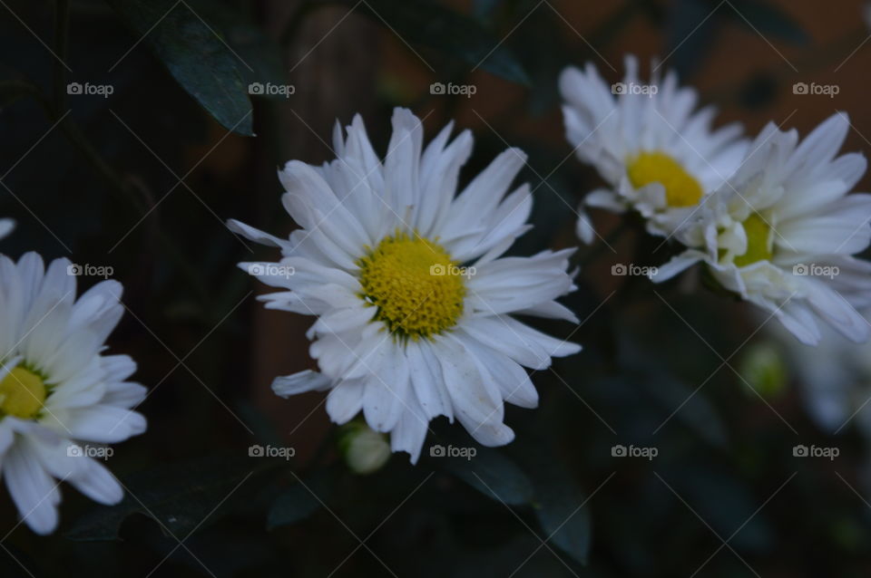 Aster beauty.