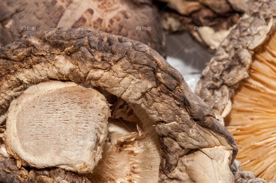 Dried Shiitake Mushroom - an edible native to East Asia, featuring intricate details of underside structures.