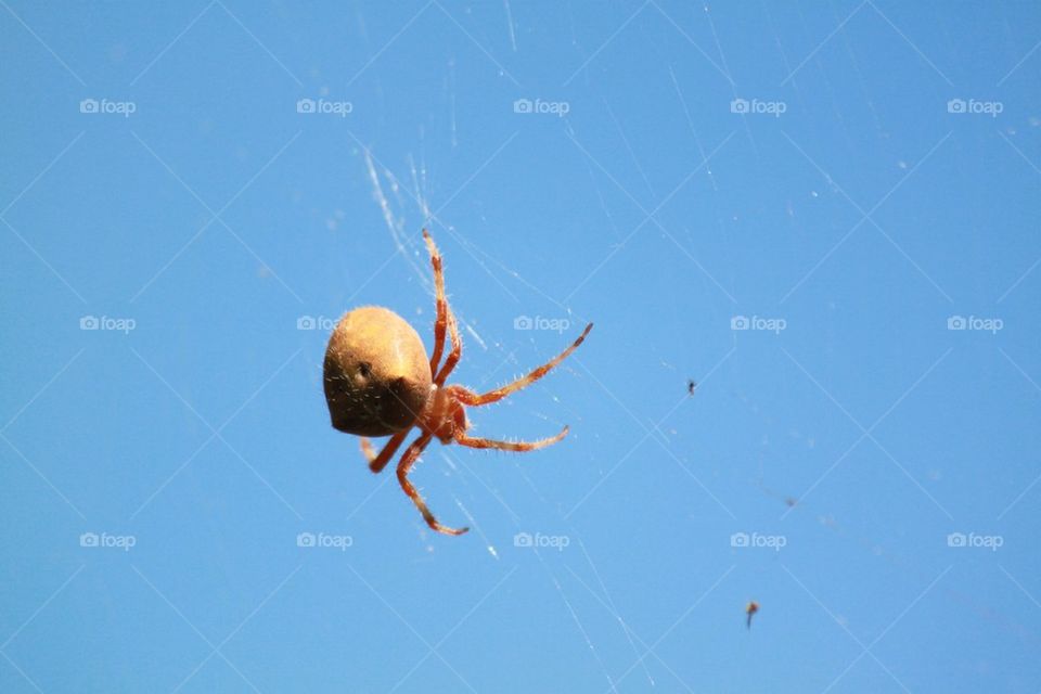 Big spider