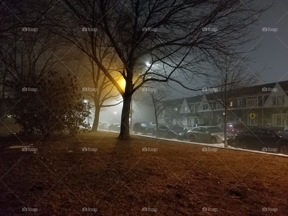 Tree, Fog, No Person, Fall, Road