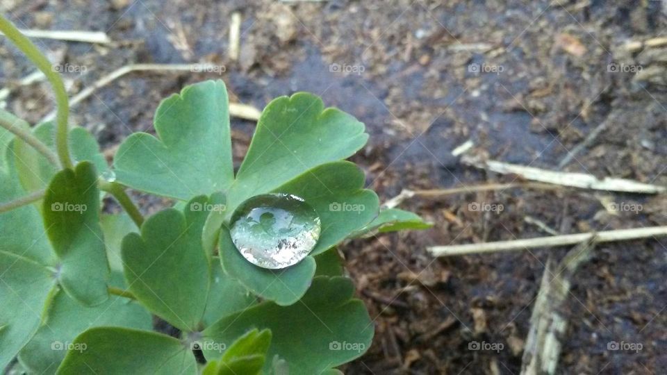 Drop of a Leaf