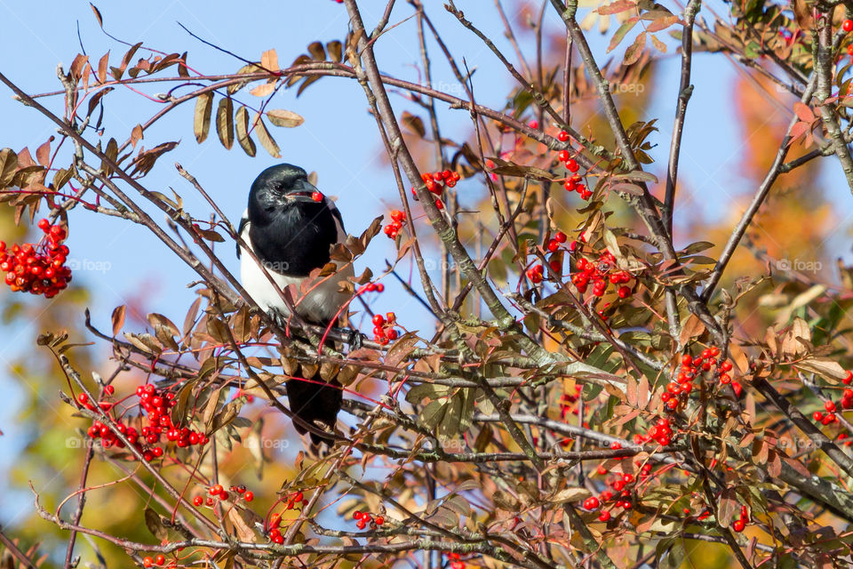 Magpie bird eating red rowan berries in early autumn 