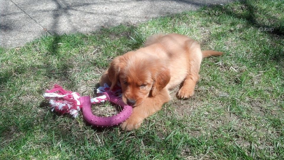 Playful puppy