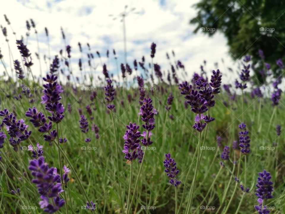 • 💜 Lavender • Purple Flowers In Garden
•  ❃  Beautiful Floral Background
•  ◌  Enjoy Watching