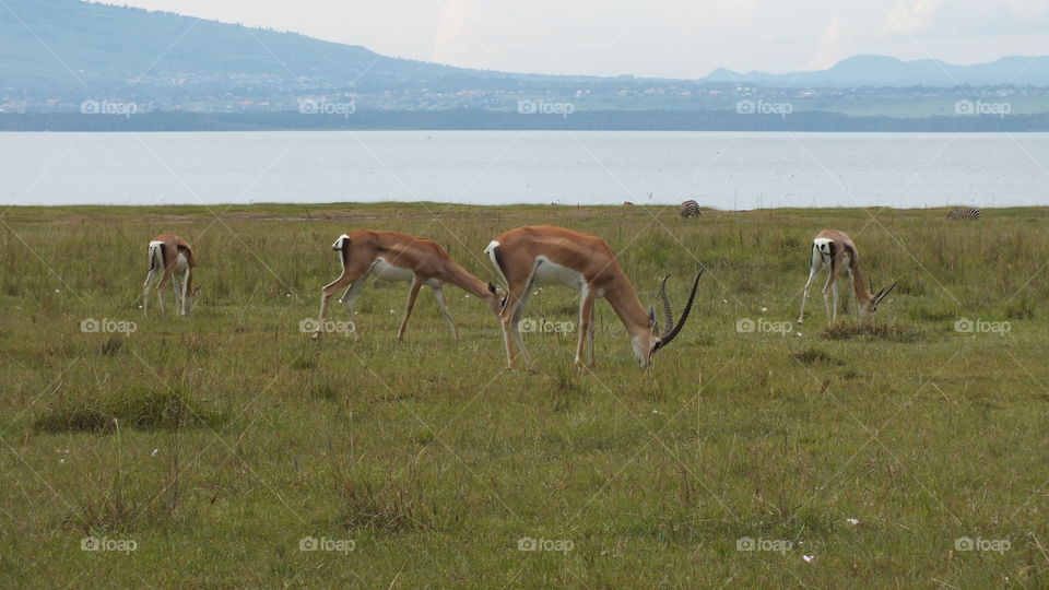 Impalas