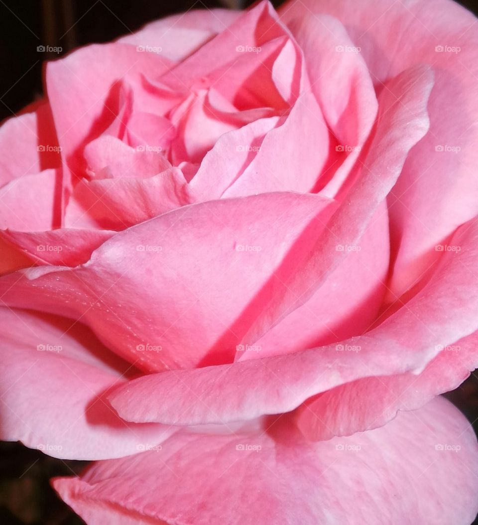 Pink Rose