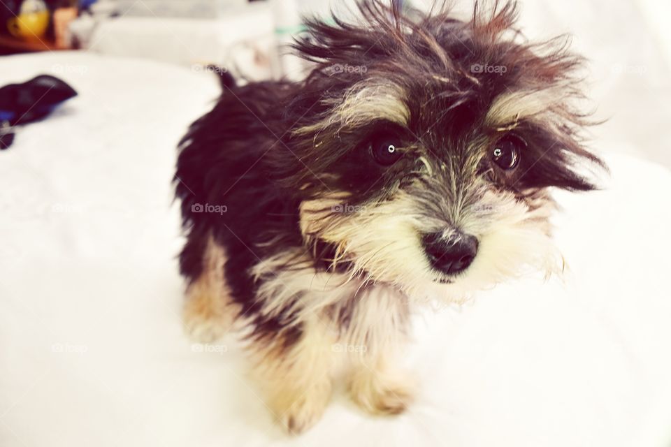 C Chanel no. 2 
The little Yorkie from Los Angeles 