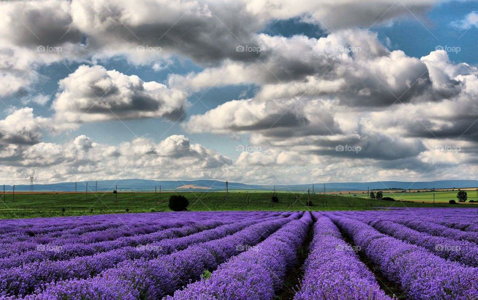 lavandul lands Bulgaria lavender