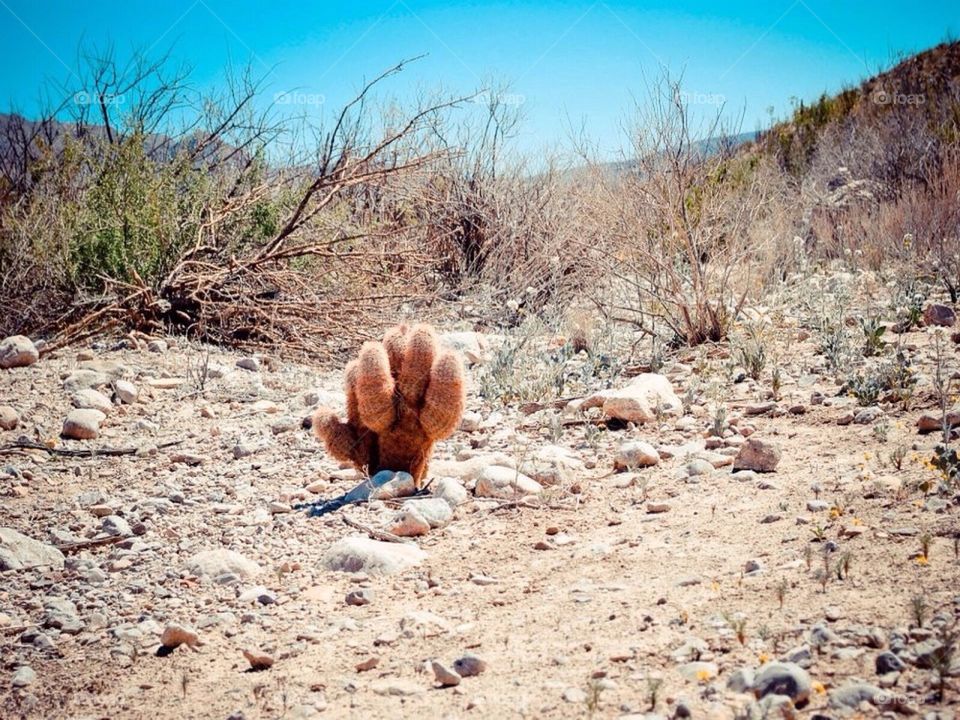 Cactus greeting