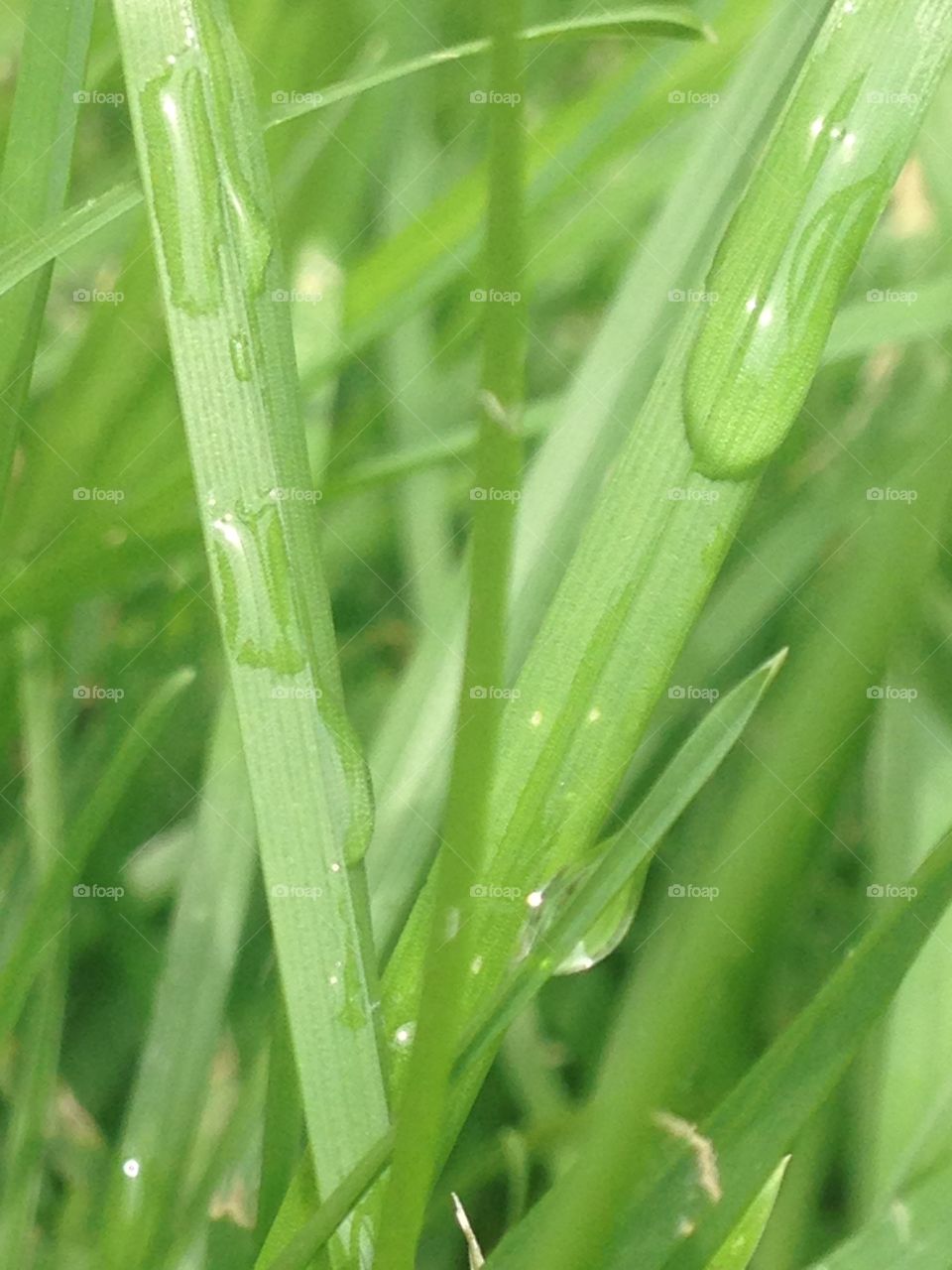 Grass after a rain!. Glass in the yard after a light rain!