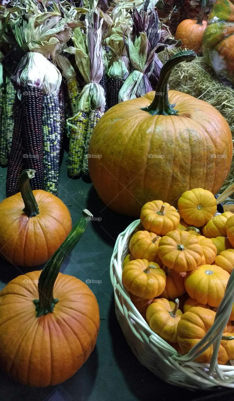 Fall Pumpkins and Corn