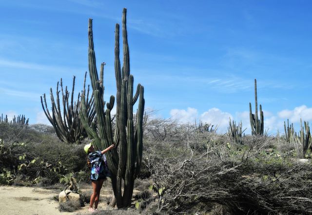 Cactus land 