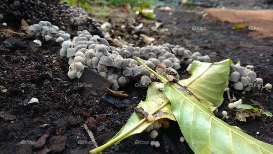 Cogumelos no chão. Terra úmida.