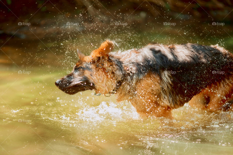 German shepherd dog swimming in a summer river