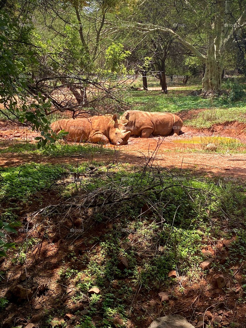 Rhinos