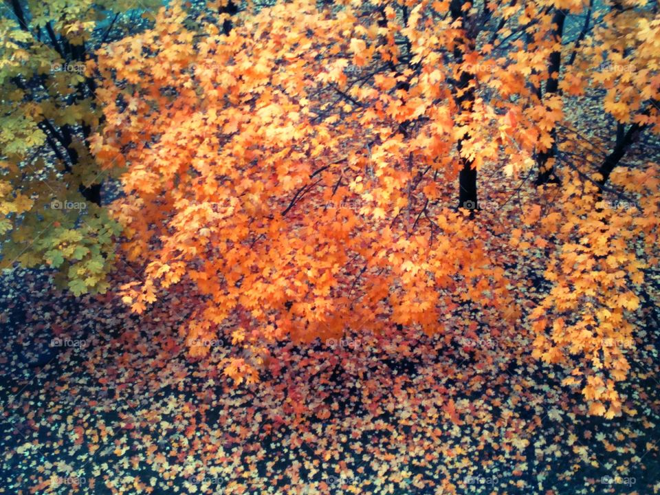 Fall, Desktop, Texture, Pattern, Abstract