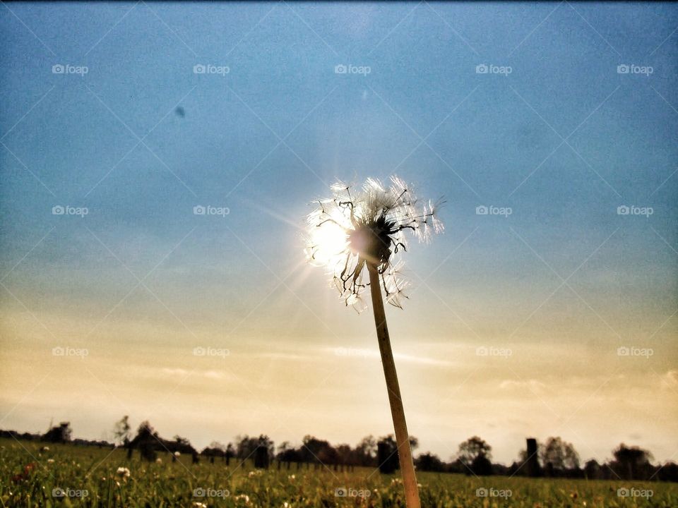 Dandelions sun