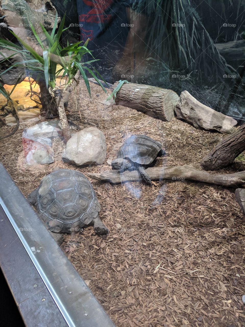 Tortoises and Tree Monitor Lizards.