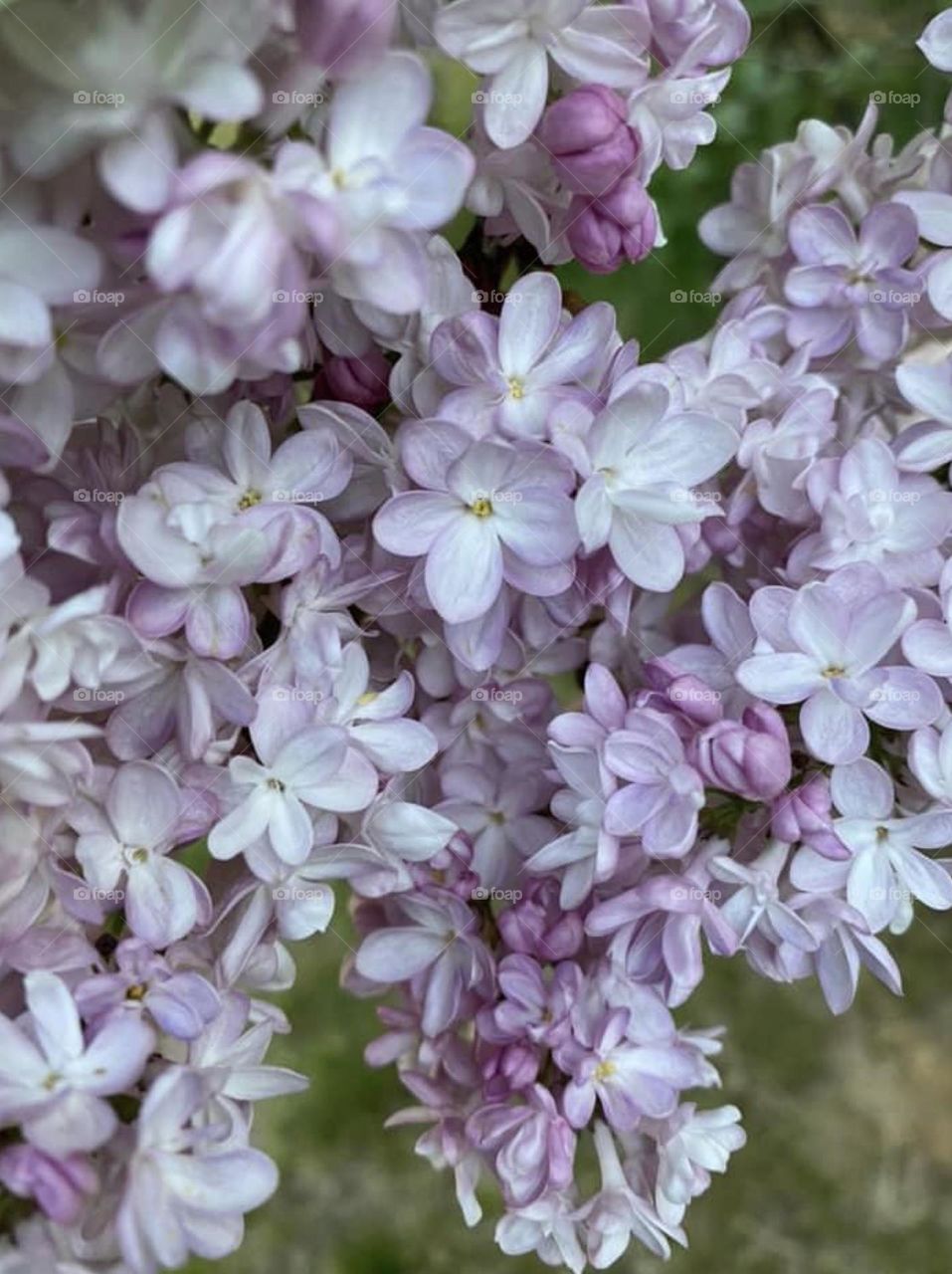 Lilac bush 
