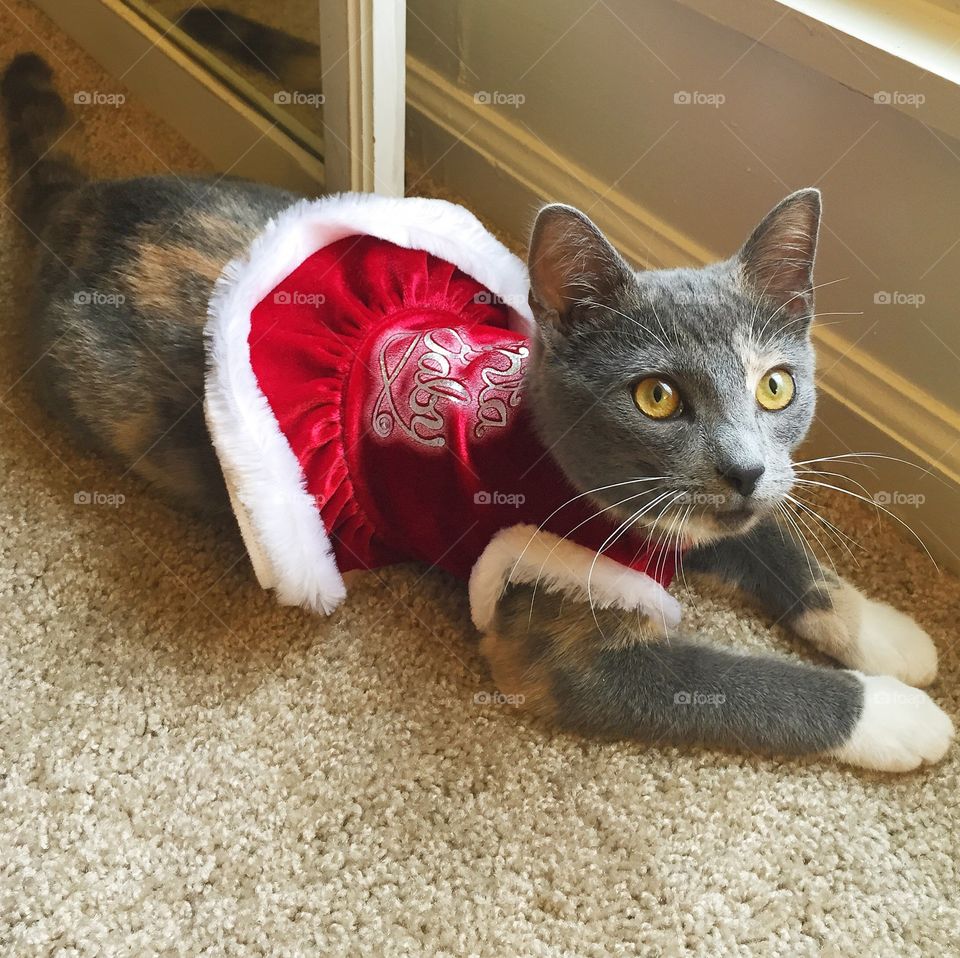 Santa kitty