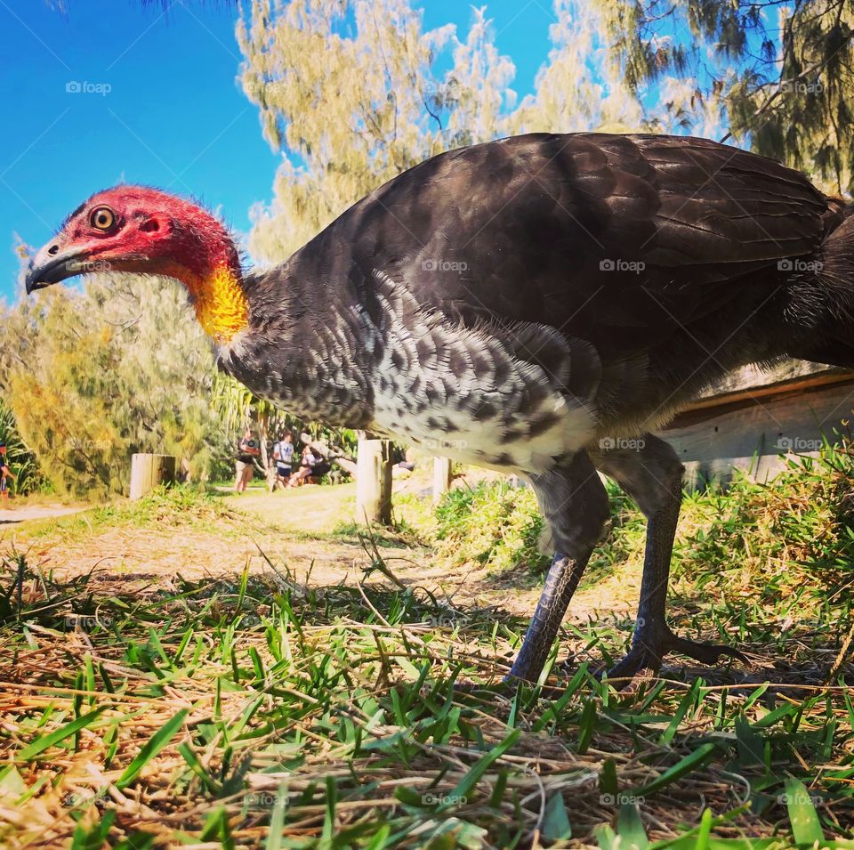 Brush turkey close up Australian native bird 