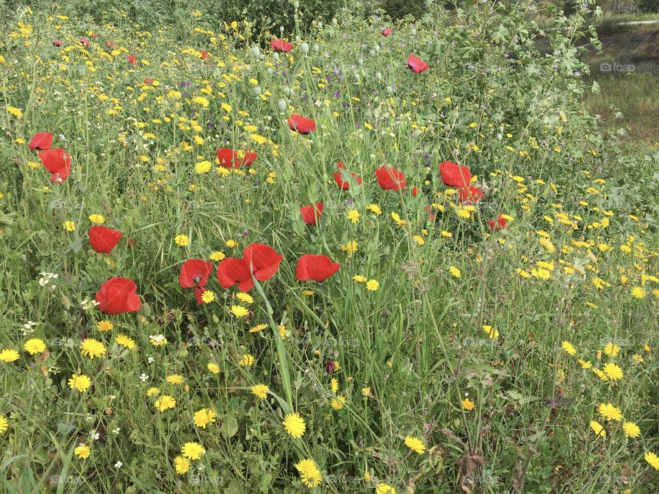 Poppies with wild flowers in meadows 