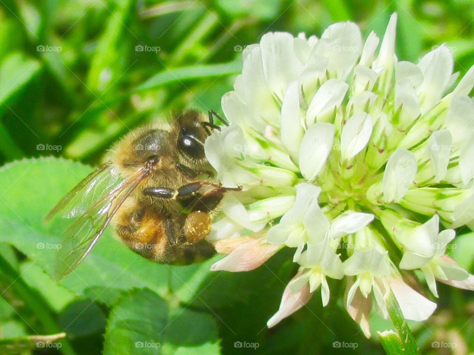 Bumblebee looking for food