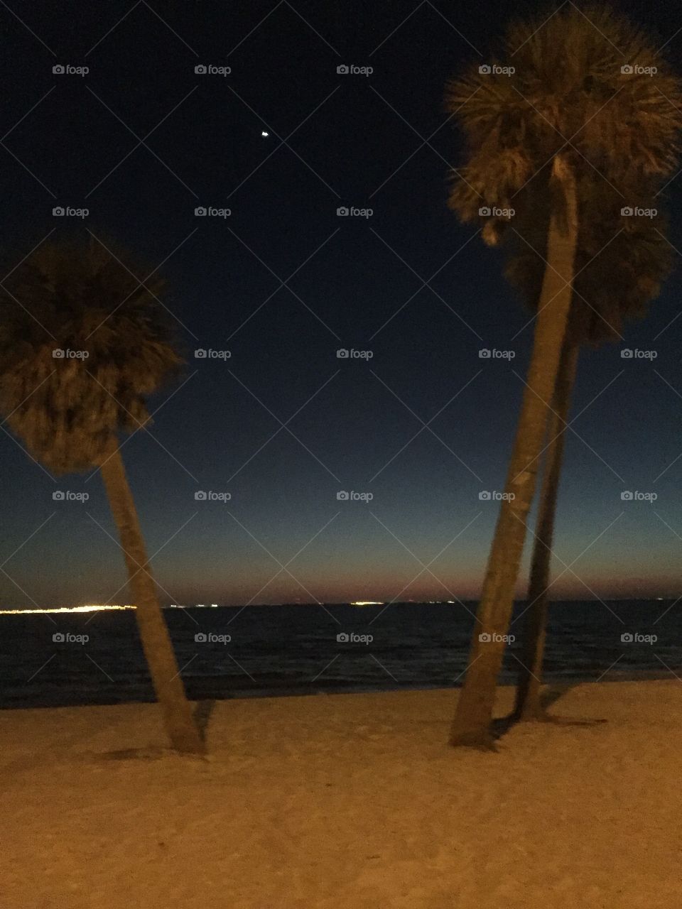 Palm trees at night in Tampa Bay, Florida 