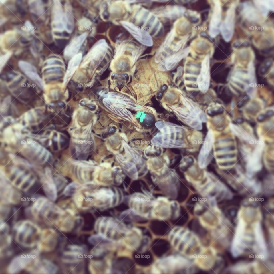 Bees and marked queen bee, blurred edges