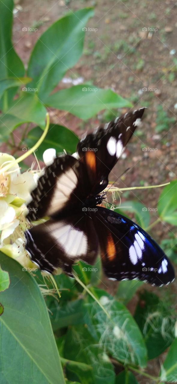 beautiful butterfly perched on a guava flower