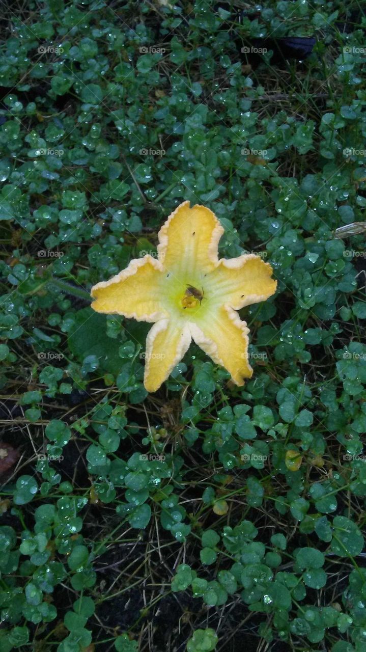 Nature, Flower, Flora, Closeup, Garden