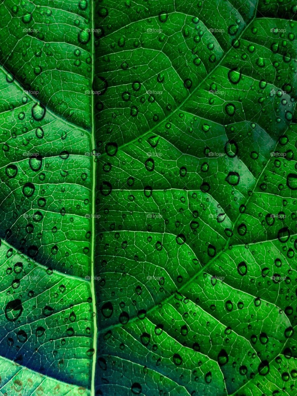 Close up of green leave with veins and water droplets from rain