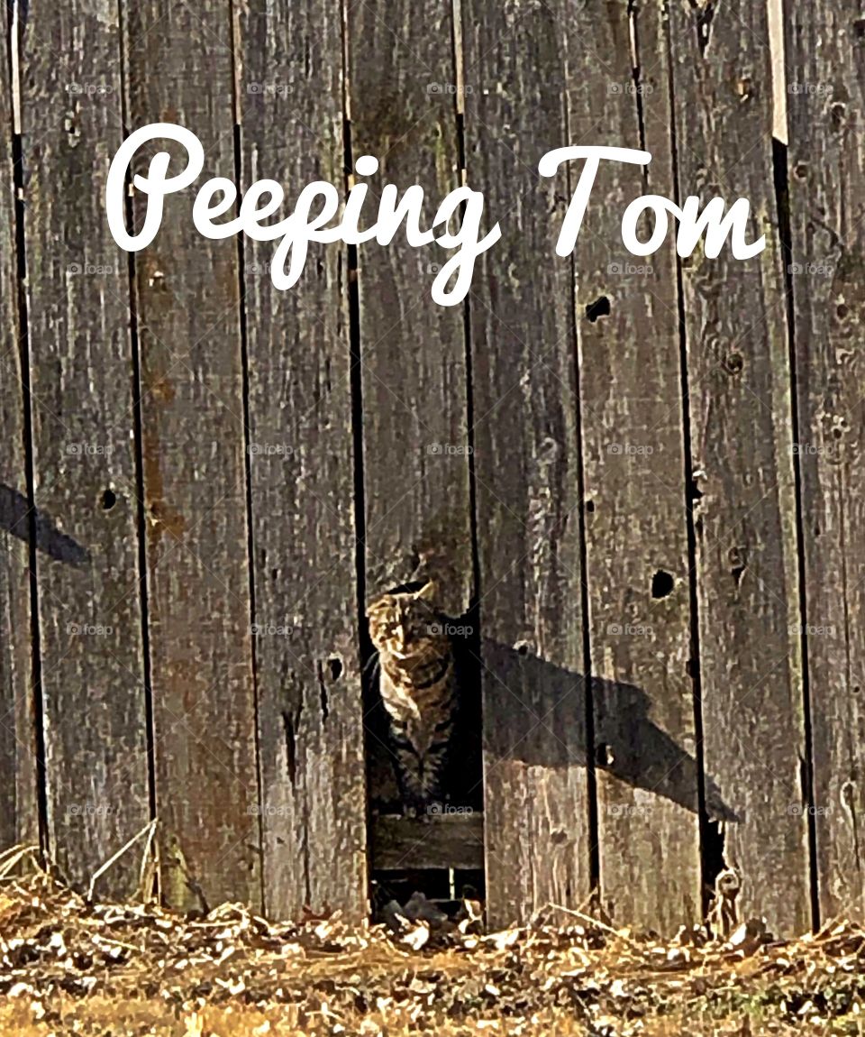 Cat peeking through fence hole