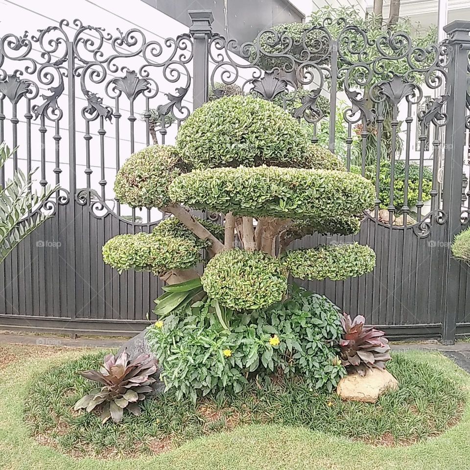 Small garden - plants in the yard