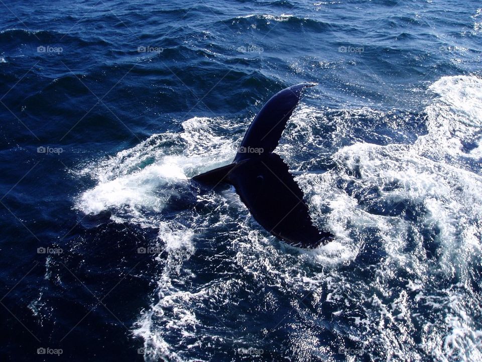 Whale tail