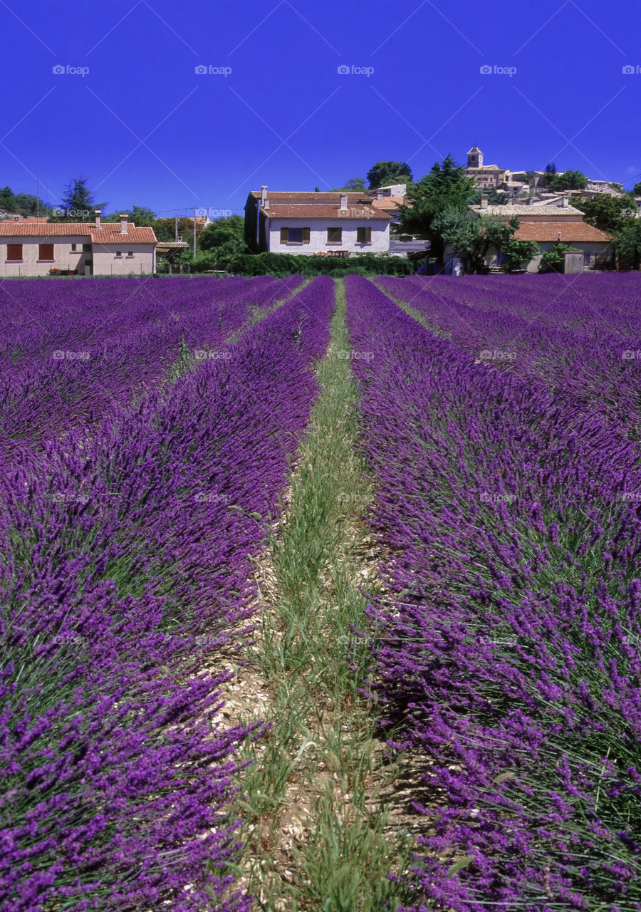 Lavender. Village Provence 