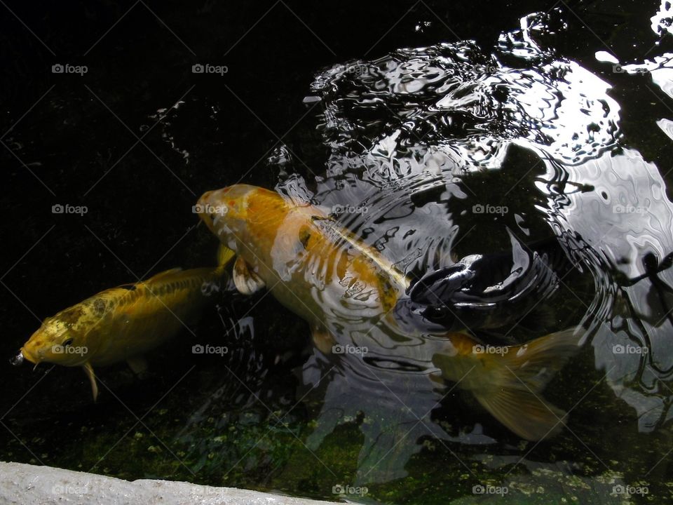 Koi fish