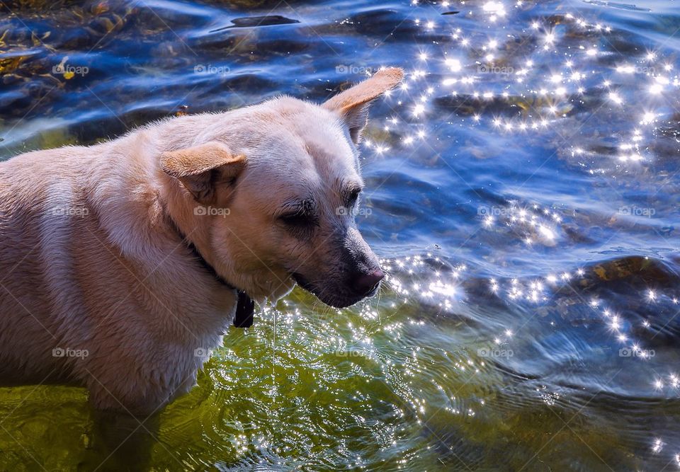 Happy dog