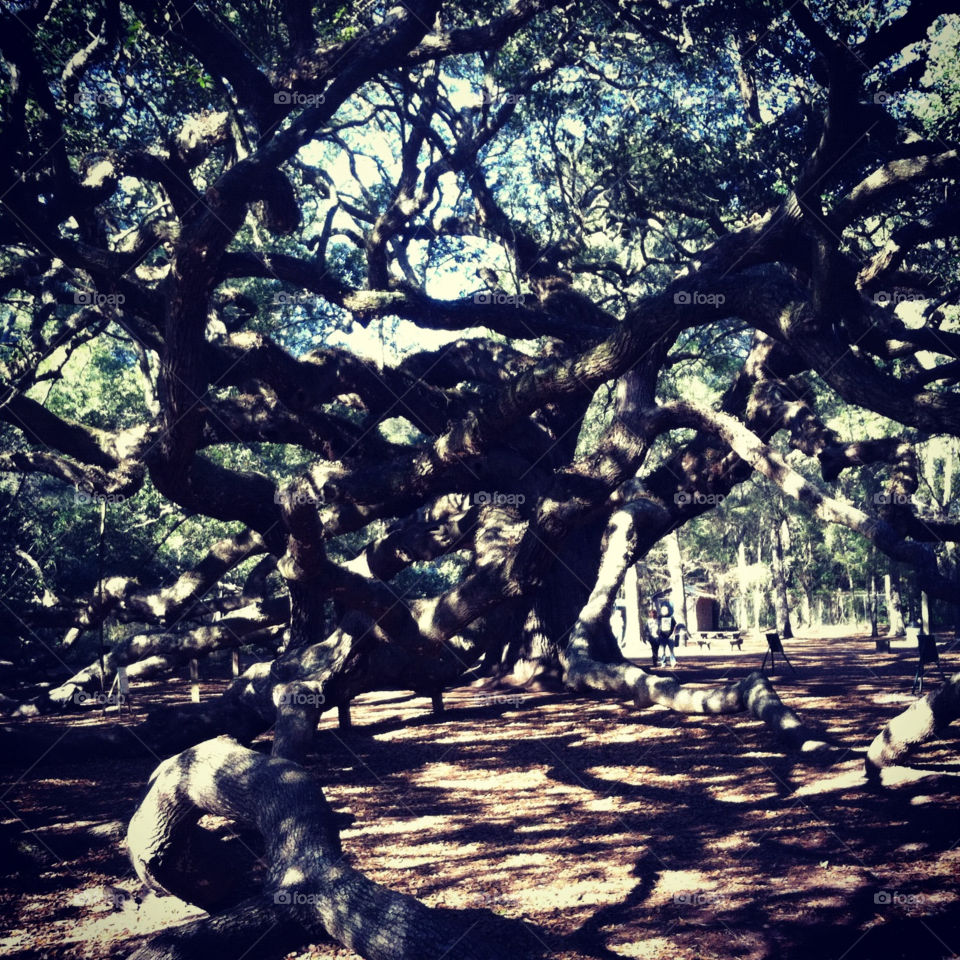 charleston sc nature tree angel oak by milner17