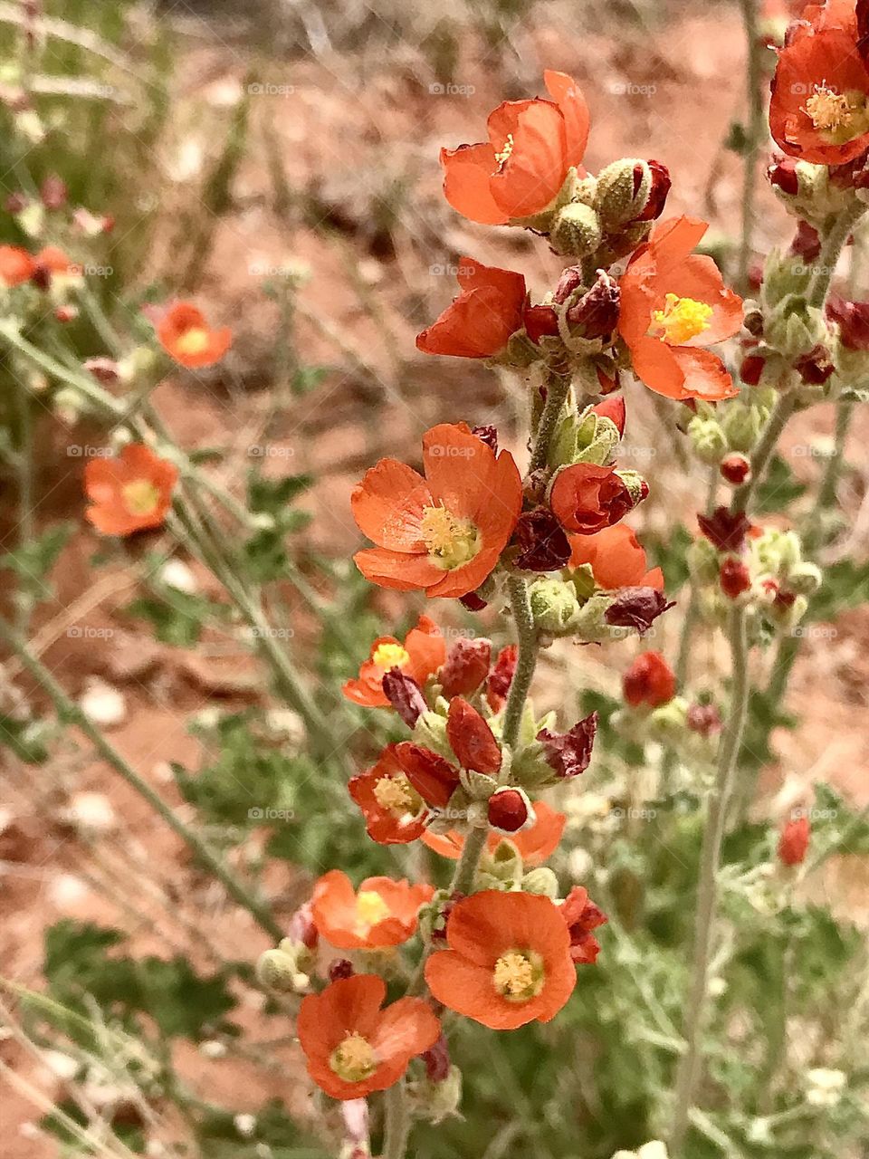 Orange desert flower