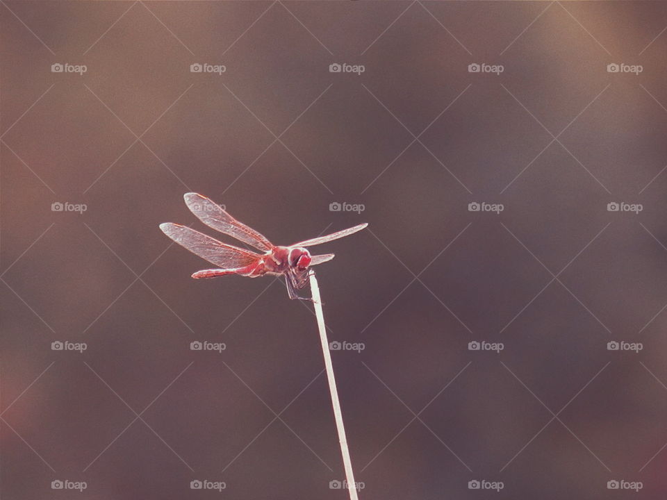 dragonfly on sunset. winged